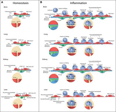 Sourcing cells for in vitro models of human vascular barriers of inflammation